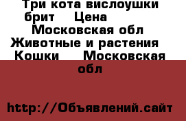 Три кота,вислоушки брит. › Цена ­ 5 000 - Московская обл. Животные и растения » Кошки   . Московская обл.
